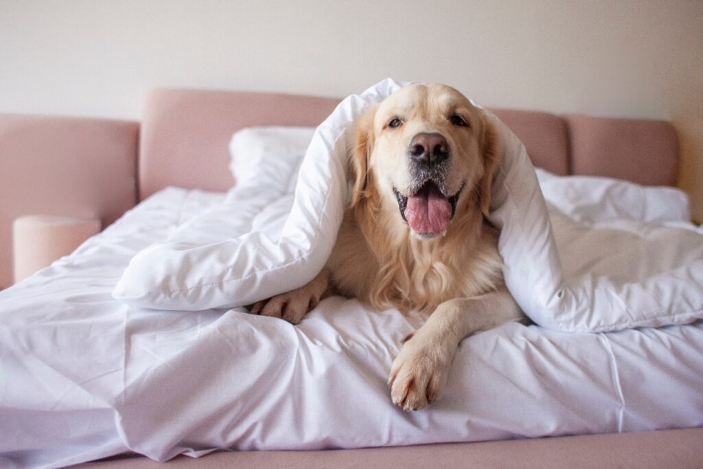 Aqueça seu pet dicas apra cuidar do seu bechinho no inverno