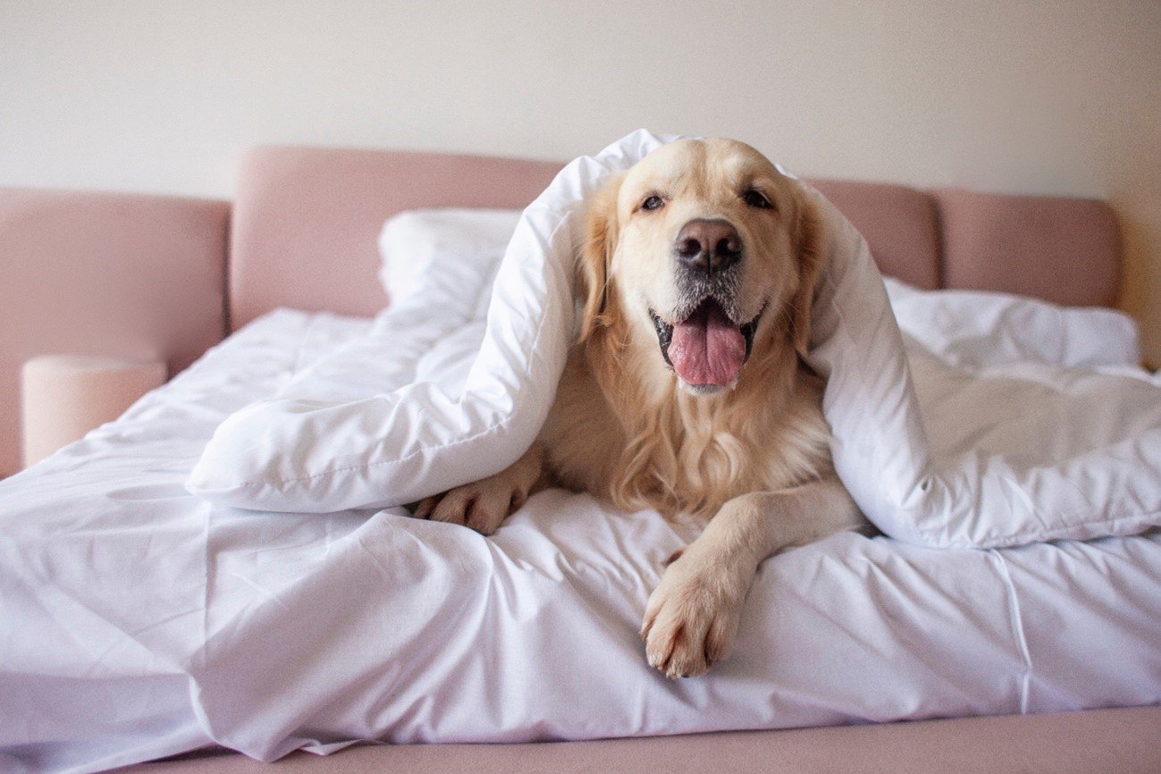 Aqueça seu pet dicas apra cuidar do seu bechinho no inverno
