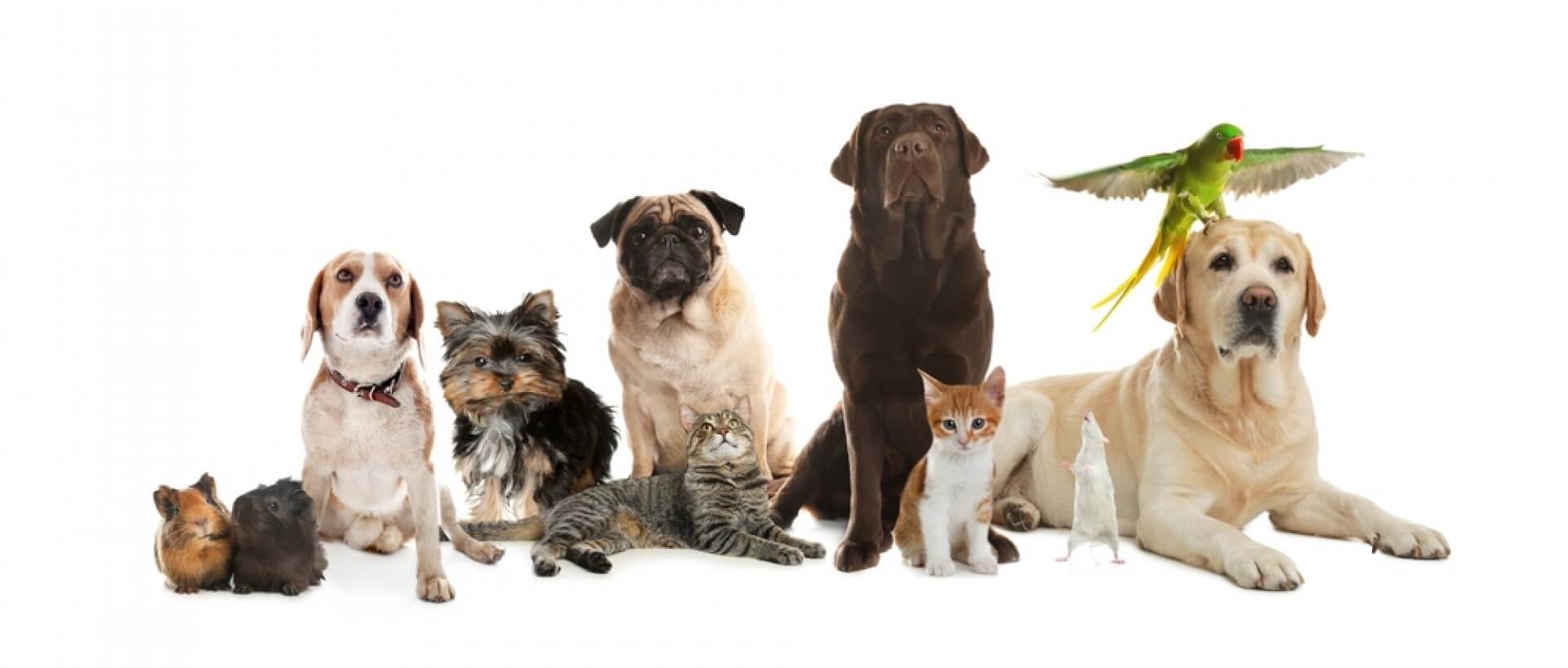 destaque - Dia Mundial dos Animais conheça mais sobre a data e nossa relação com os bichos