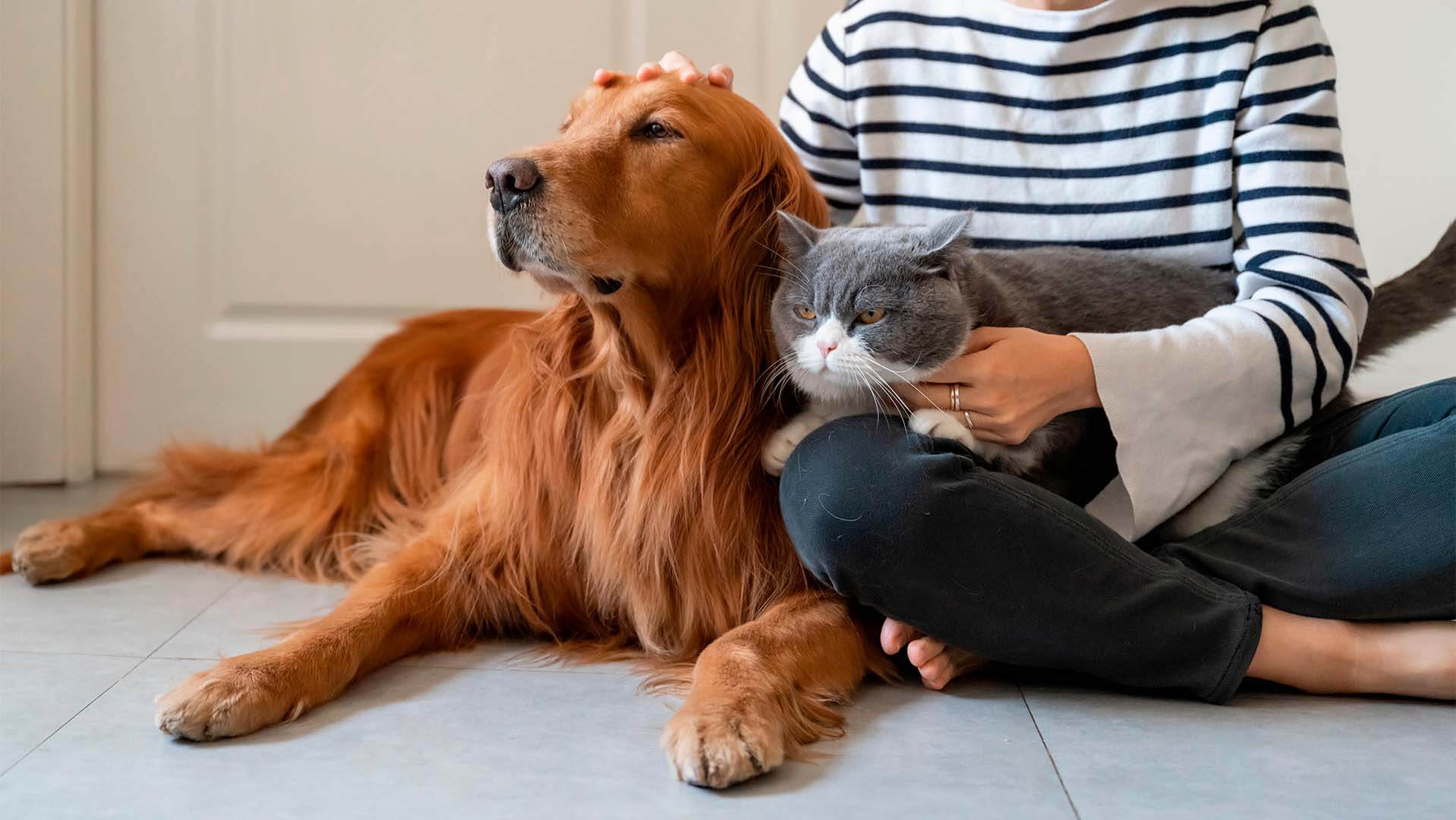Dia dos Animais: Confira algumas curiosidades e iniciativas Exto
